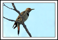 Northern Flicker