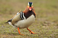 Mandarin Duck