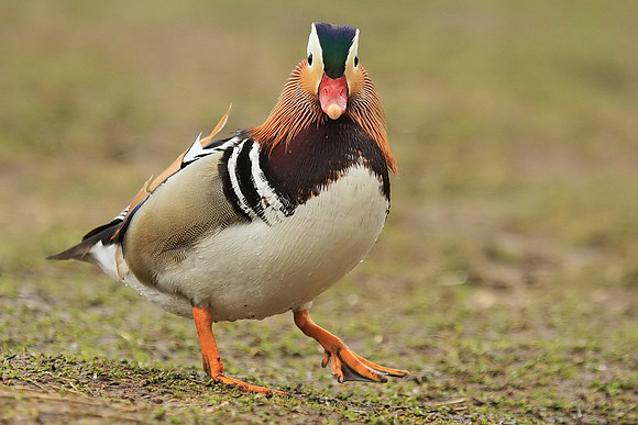 Mandarin Duck