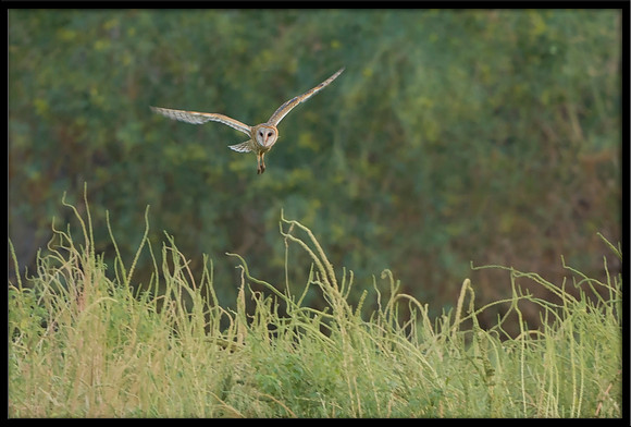 Barn Owl