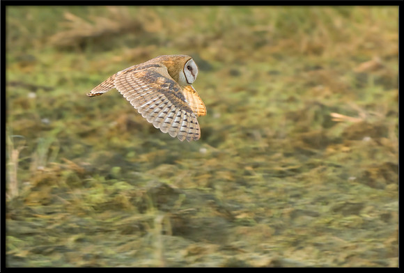 Barn Owl