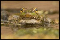 Rio Grande Leopard Frog