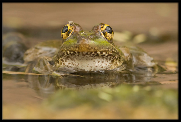Rio Grande Leopard Frog