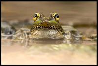 Rio Grande Leopard Frog