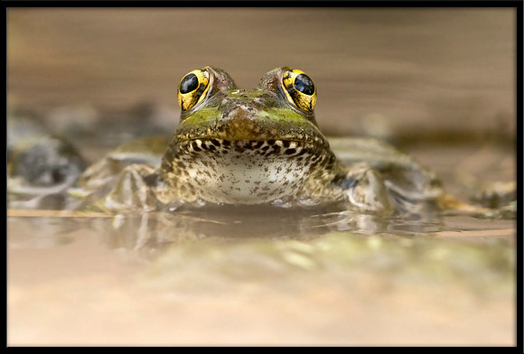 Rio Grande Leopard Frog