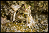 Rio Grande Leopard Frog