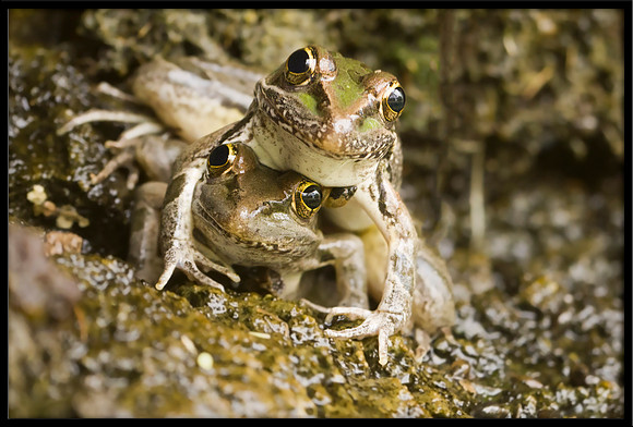 Rio Grande Leopard Frog
