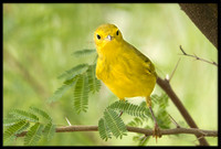 Yellow Warbler