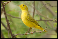 Yellow Warbler