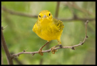 Yellow Warbler