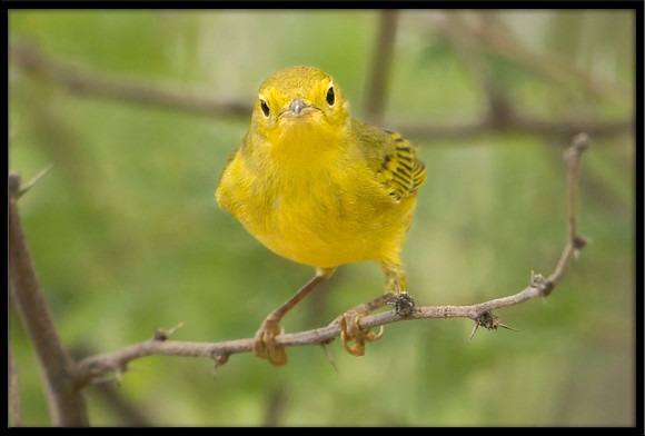 Yellow Warbler