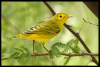 Yellow Warbler