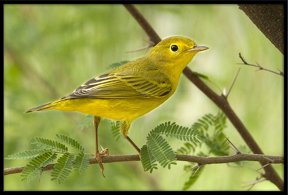 Yellow Warbler
