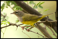 MacGillivray's Warbler