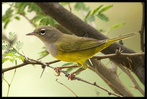 MacGillivray's Warbler