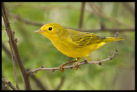 Yellow Warbler
