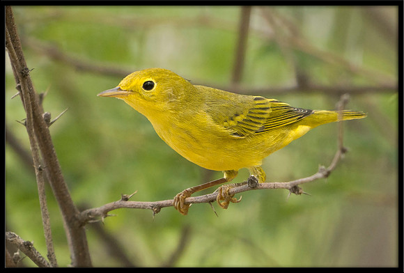 Yellow Warbler
