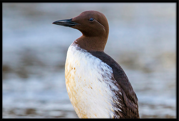 Common Murre