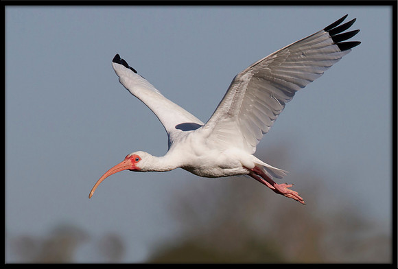 White Ibis