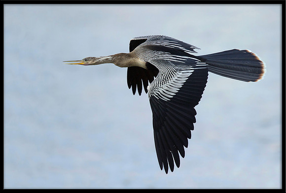 Anhinga