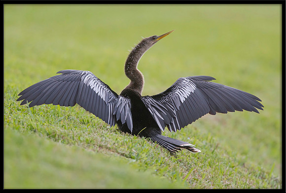 Anhinga