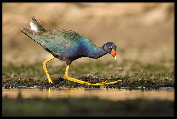 Purple Gallinule