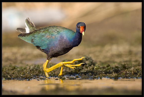 Purple Gallinule