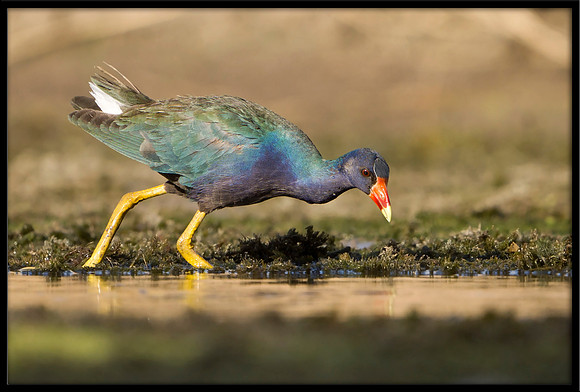 Purple Gallinule