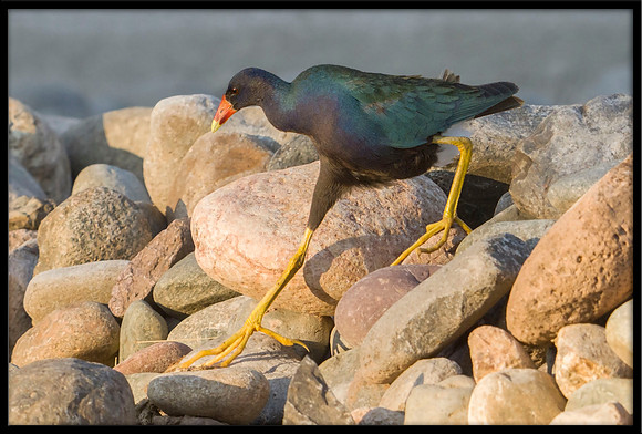 Purple Gallinule