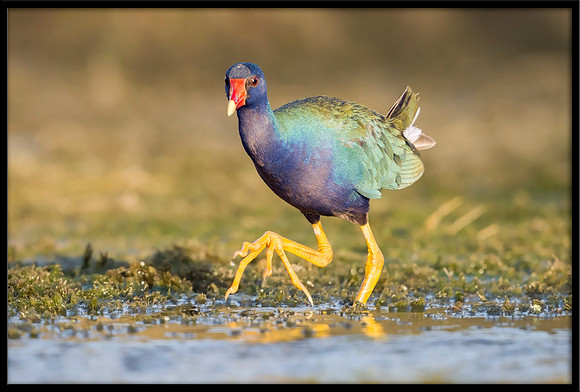 Purple Gallinule