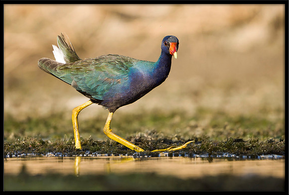 Purple Gallinule