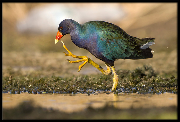 Purple Gallinule