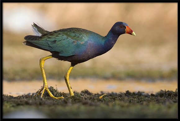 Purple Gallinule