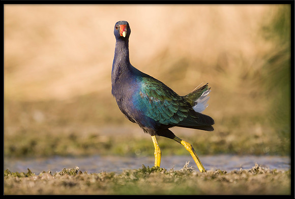 Purple Gallinule