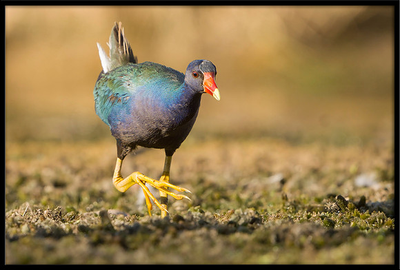 Purple Gallinule
