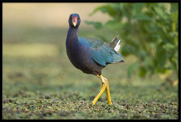 Purple Gallinule