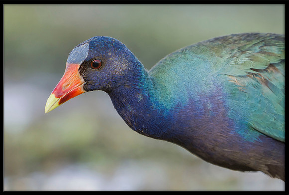 Purple Gallinule