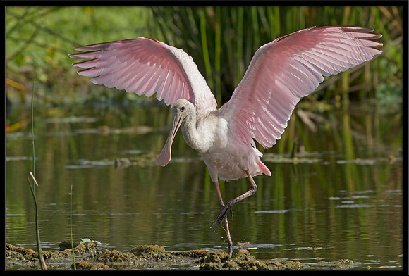 Roseate Spoonbill