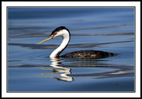 Western Grebe