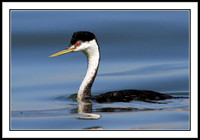 Western Grebe