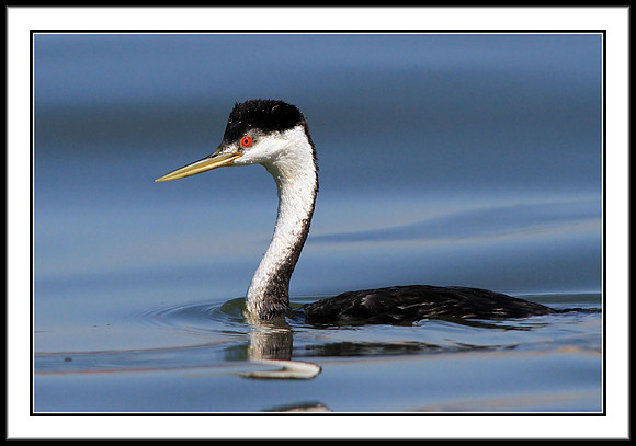 Western Grebe
