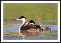 Western Grebe with chicks