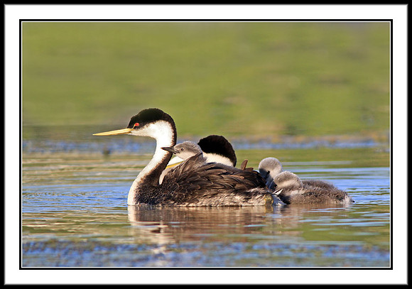 Western Grebe with chicks