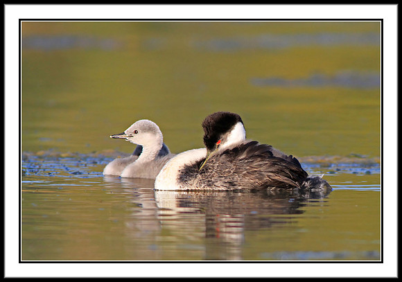 Western Grebe and chick