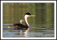 Western Grebe and chick