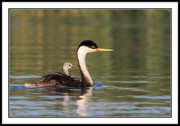Western Grebe and chick