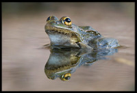 Rio Grande Leopard Frog