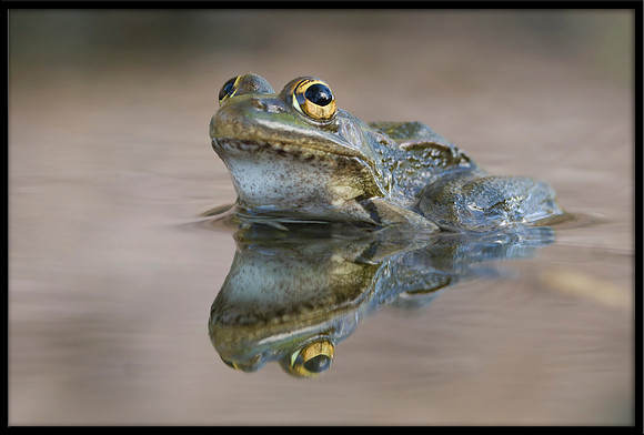Rio Grande Leopard Frog