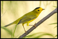 Wilson's Warbler
