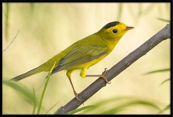 Wilson's Warbler